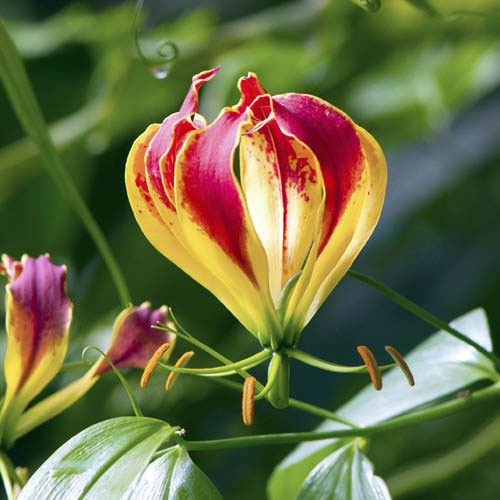 Flame Lily Gloriosa rothschildiana Flame Lily Gloriosa rothschildiana