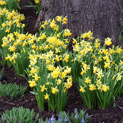 Daffodil Tête-à-Tête Daffodil Tête-à-Tête