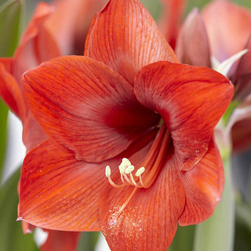 Amaryllis Red Lion Bulb Amaryllis Red Lion Bulb