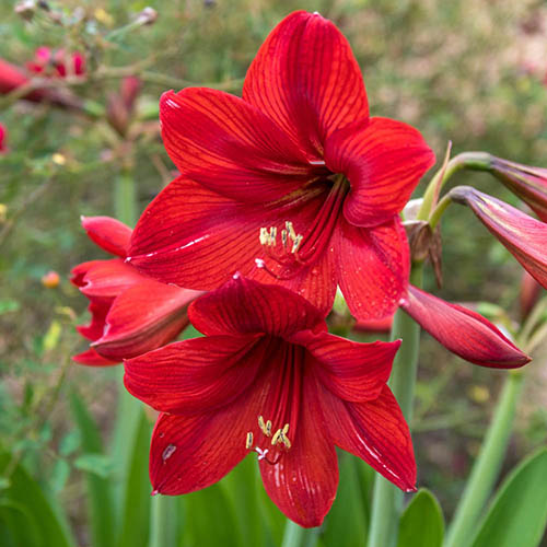 Amaryllis Red Lion Bulb Amaryllis Red Lion Bulb