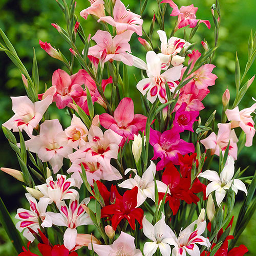 Gladilous nanus Lipstick mix