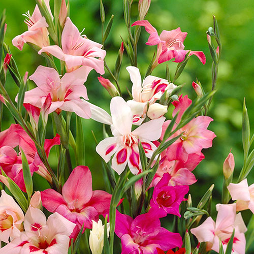 Gladilous nanus Lipstick mix Gladilous nanus Lipstick mix