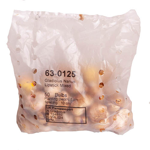 Gladilous nanus Lipstick mix Gladilous nanus Lipstick mix