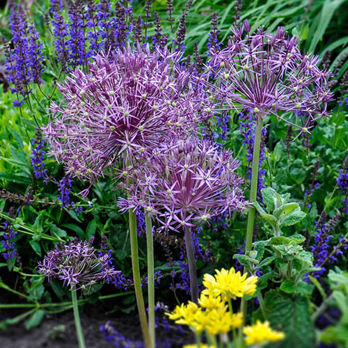 Allium Collection Allium Collection