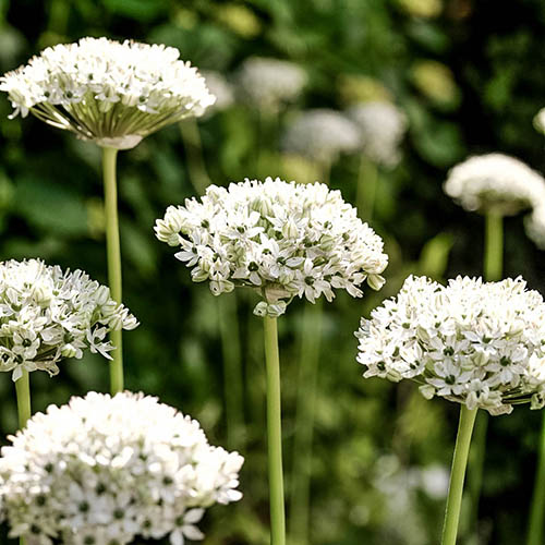 Allium Collection Allium Collection