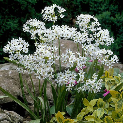 Allium Collection Allium Collection