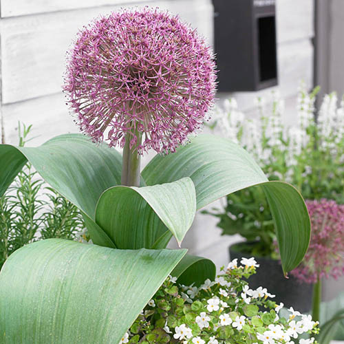 Allium Collection Allium Collection