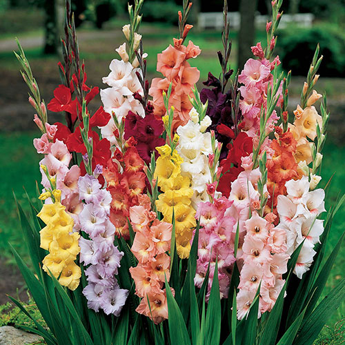 The Complete Summer Flowering Bulb Collection The Complete Summer Flowering Bulb Collection