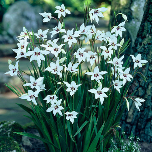 The Complete Summer Flowering Bulb Collection The Complete Summer Flowering Bulb Collection