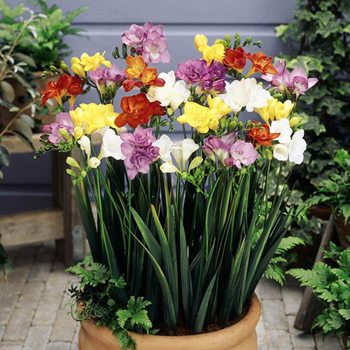 The Complete Summer Flowering Bulb Collection The Complete Summer Flowering Bulb Collection