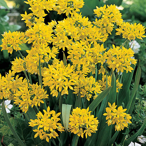 The Complete Summer Flowering Bulb Collection The Complete Summer Flowering Bulb Collection