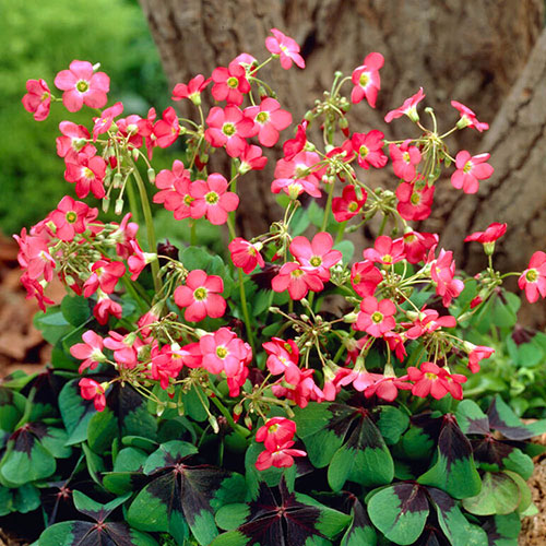 The Complete Summer Flowering Bulb Collection The Complete Summer Flowering Bulb Collection