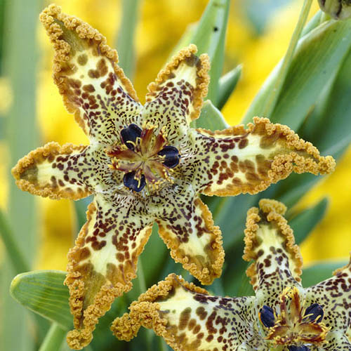 Starfish Iris Ferraria crispa Starfish Iris Ferraria crispa