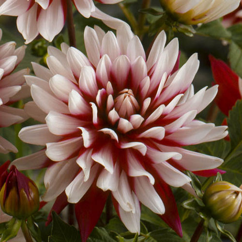 Dahlia Rebeccas World Dahlia Rebeccas World