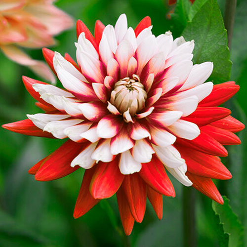 Dahlia Rebeccas World Dahlia Rebeccas World