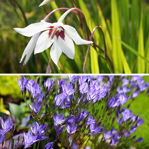 Acidanthera and Brodiaea Drop-In bulbs Kit Acidanthera and Brodiaea Drop-In bulbs Kit
