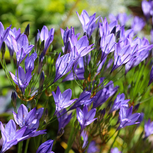 Acidanthera and Brodiaea Drop-In bulbs Kit Acidanthera and Brodiaea Drop-In bulbs Kit