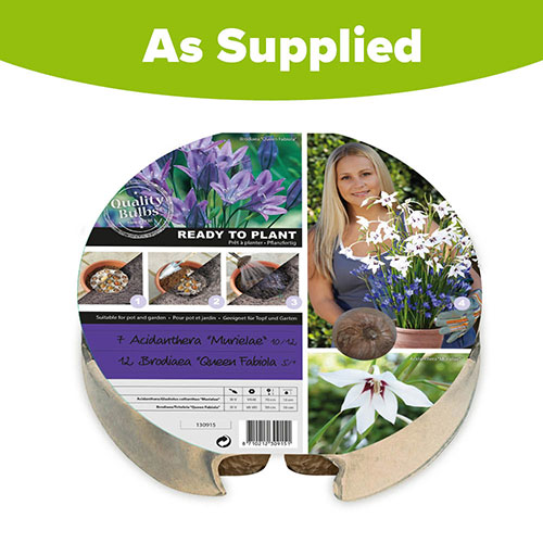 Acidanthera and Brodiaea Drop-In bulbs Kit Acidanthera and Brodiaea Drop-In bulbs Kit