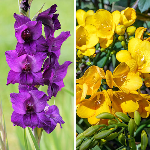Gladiolus & Freesia Drop-In Bulb Kit Gladiolus & Freesia Drop-In Bulb Kit