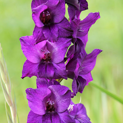 Gladiolus & Freesia Drop-In Bulb Kit Gladiolus & Freesia Drop-In Bulb Kit