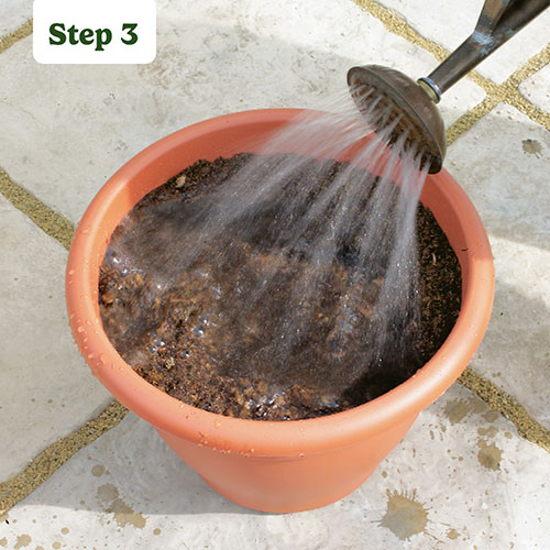 Gladiolus & Freesia Drop-In Bulb Kit Gladiolus & Freesia Drop-In Bulb Kit