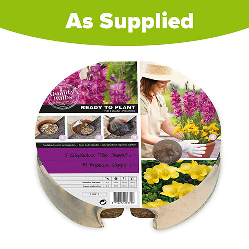 Gladiolus & Freesia Drop-In Bulb Kit Gladiolus & Freesia Drop-In Bulb Kit