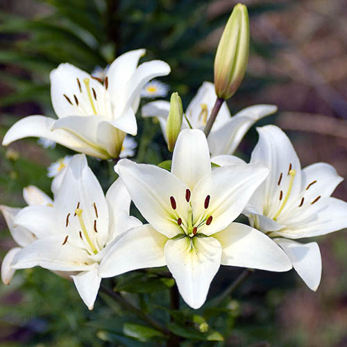 Lilium & Liatris Drop-In Bulb Kit Lilium & Liatris Drop-In Bulb Kit