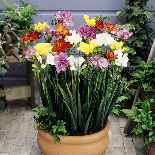 Double Freesias Mixed