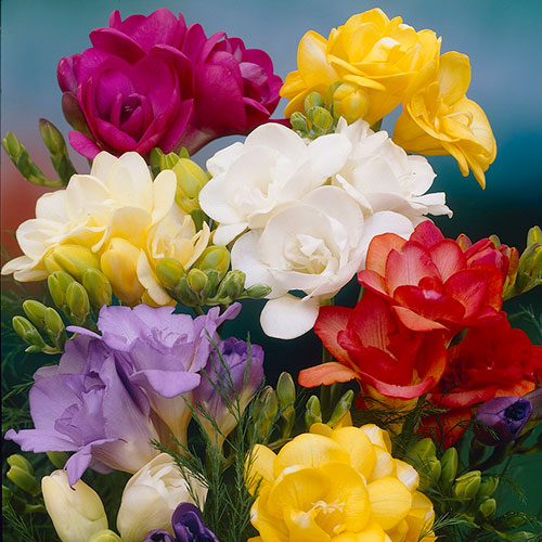 Double Freesias Mixed Double Freesias Mixed