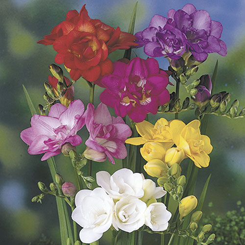 Double Freesias Mixed Double Freesias Mixed