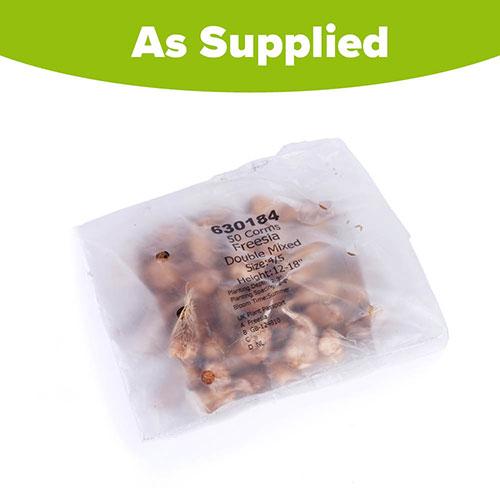 Double Freesias Mixed Double Freesias Mixed