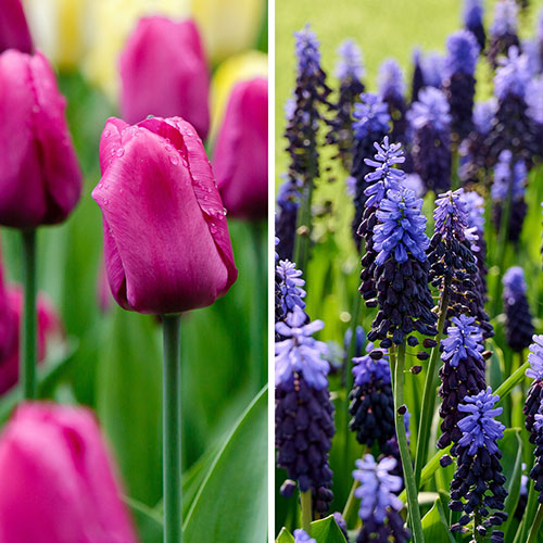 Tulip and Muscari Drop In Bulb Kit Tulip and Muscari Drop In Bulb Kit