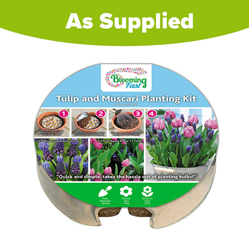 Tulip and Muscari Drop In Bulb Kit Tulip and Muscari Drop In Bulb Kit