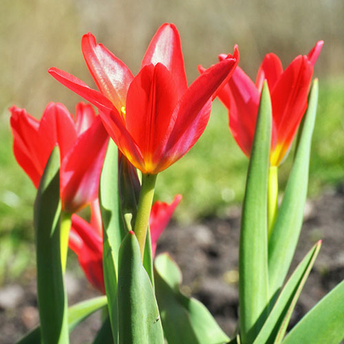 Tulip and Crocus Drop in Bulb Kit Tulip and Crocus Drop in Bulb Kit