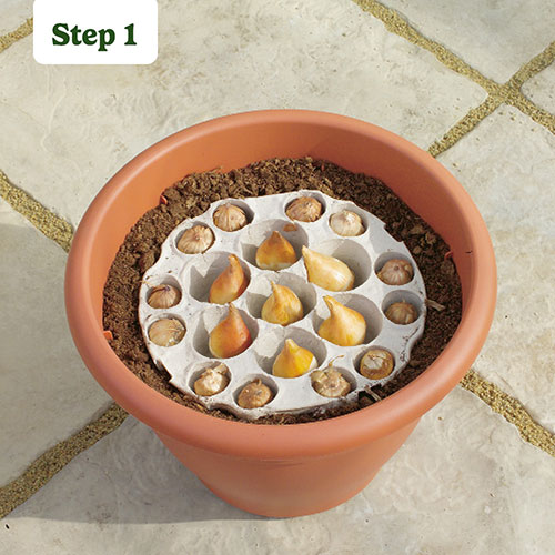 Tulip and Crocus Drop in Bulb Kit Tulip and Crocus Drop in Bulb Kit