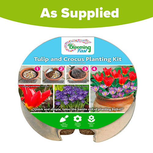 Tulip and Crocus Drop in Bulb Kit Tulip and Crocus Drop in Bulb Kit