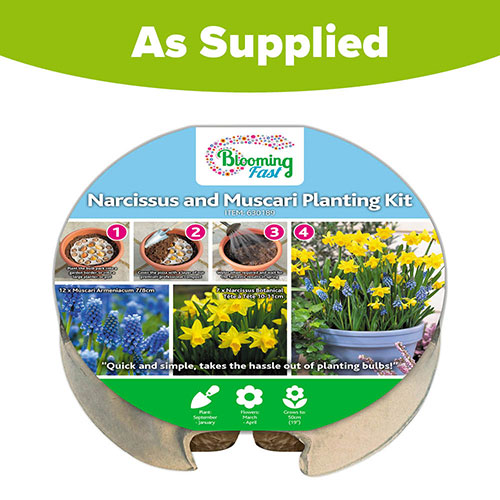 Blooming Fast Drop In Bulb Planter Narcissus and Muscari Kit Blooming Fast Drop In Bulb Planter Narcissus and Muscari Kit