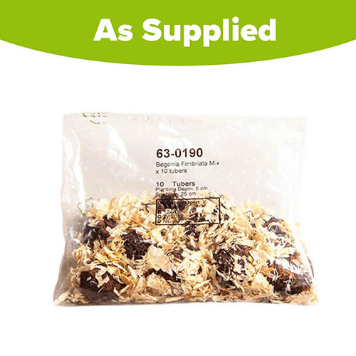 Fringed Begonia Fimbriata Mix Fringed Begonia Fimbriata Mix