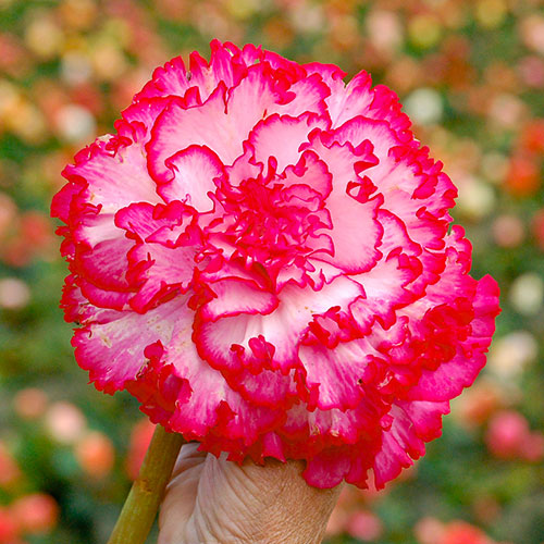 Belgian Upright Giant Begonias Belgian Upright Giant Begonias