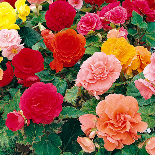 Belgian Upright Giant Begonias Belgian Upright Giant Begonias
