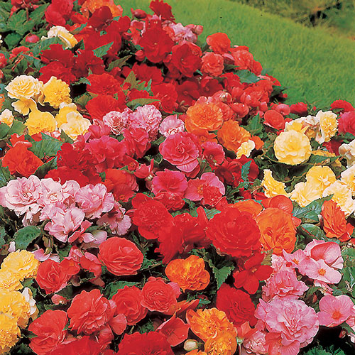 Belgian Upright Giant Begonias Belgian Upright Giant Begonias