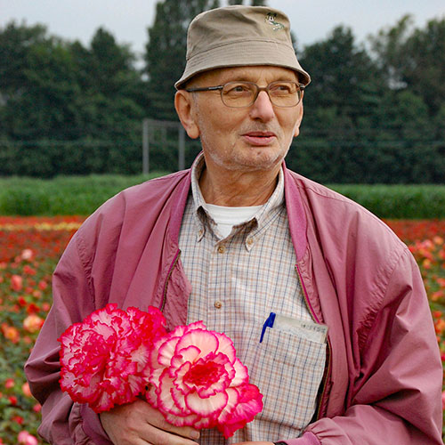 Belgian Upright Giant Begonias Belgian Upright Giant Begonias