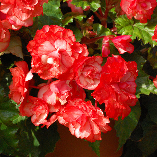 Belgian Giant Trailing Begonias Belgian Giant Trailing Begonias