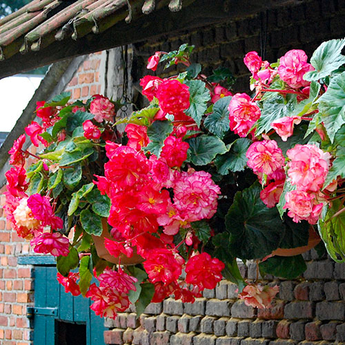 Belgian Giant Trailing Begonias Belgian Giant Trailing Begonias