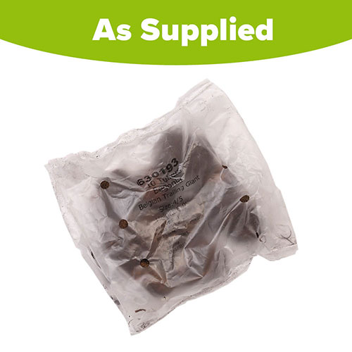 Belgian Giant Trailing Begonias Belgian Giant Trailing Begonias