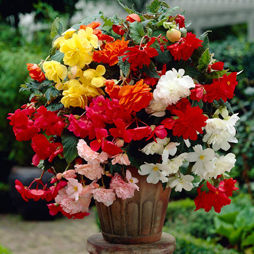 Belgian Giant Begonias - 10 Upright and 10 Trailers Belgian Giant Begonias - 10 Upright and 10 Trailers