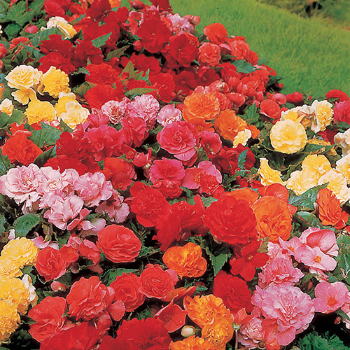 Belgian Giant Begonias - 10 Upright and 10 Trailers Belgian Giant Begonias - 10 Upright and 10 Trailers