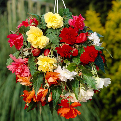 Belgian Giant Begonias - 10 Upright and 10 Trailers Belgian Giant Begonias - 10 Upright and 10 Trailers