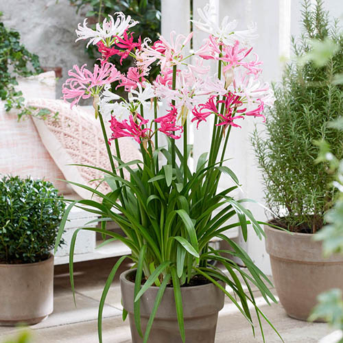 Nerine Hybridisers Mix Nerine Hybridisers Mix