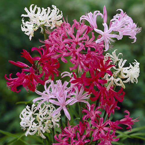 Nerine Hybridisers Mix Nerine Hybridisers Mix